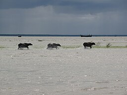 মেঘনা নদীর দৃশ্য