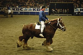 Trait belge monté au salon Agriflanders de 2005