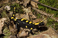 Description de l'image Benny Trapp Südspanischer Feuersalamander Salamandra longirostris.jpg.