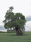 Birnbaum am Gänsegraben