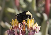 Orange-yellow flowers with a Yellow-Faced Bumble Bee (Bombus vosnesenskii) pollinator