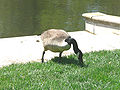 Canadian Goose (Branta canadensis)