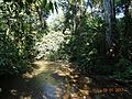 Río en Parque nacional Carara