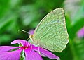 Image 3 Catopsilia pyranthe Photo: Joydeep Catopsilia pyranthe is a medium sized butterfly of the family Pieridae. It is found in South Asia, Southeast Asia and parts of Australia. This male was photographed in West Bengal, India. More selected pictures