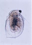 Ceriodaphnia silvestrii