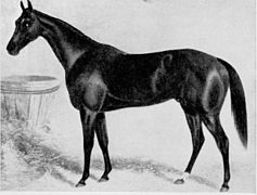 Chester 1877