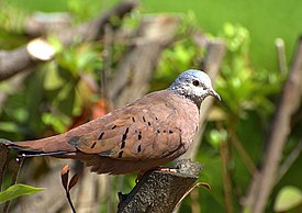 Коричневая земляная горлица (Columbina talpacoti)