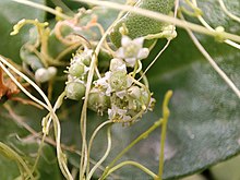 Cuscuta in Flower, Iran