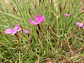 Dianthus deltoides