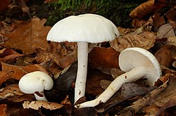 Elfenbensvaxingens hatt kan bli mycket slemmig.