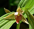 Epipactis gigantea