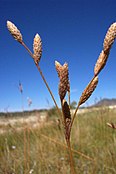 Fimbristylis thermalis