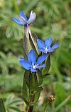 Gentiana utriculosa