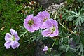 Località : "Giardino Botanico delle Alpi Orientali", Monte Faverghera (BL), 1500 m s.l.m. - 23/06/2007