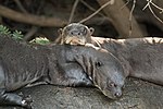 Giant otters (Pteronura brasiliensis)