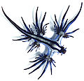 Image 35Glaucus atlanticus is a species of small, blue sea slug. This pelagic aeolid nudibranch floats upside down, using the surface tension of the water to stay up, and is carried along by the winds and ocean currents. The blue side of their body faces upwards, blending in with the blue of the water, while the grey side faces downwards, blending in with the silvery surface of the sea. G. atlanticus feeds on other pelagic creatures, including the Portuguese man o' war.