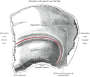 Figure 1 : Left parietal bone. Outer surface.