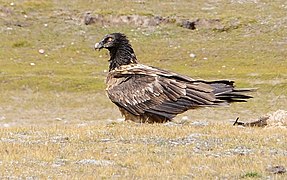 Juvénile au Tibet.