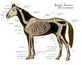 Morphology and locomotive system of a horse
