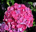 Hydrangea serrata