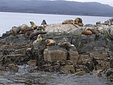 Sea lions at the Beagle Channel near Ushuaia