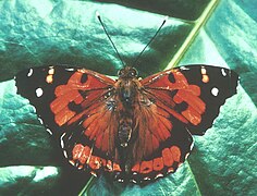 Vanessa tameamea, Kamehameha butterfly