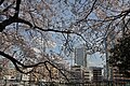 掃部山公園の桜。みなとみらい21方向を望む。