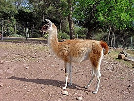 Laama (Lama glama)