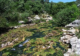 Le Lamalou près de sa source (Rouet).