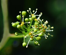 Fleur mâle de lambrusque, bord de la Charente.