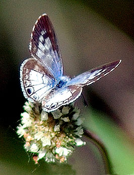 Leptotes cassius