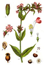 Från Johann Georg Sturm: Deutschlands Flora in Abbildungen. Illustratör Jacob Sturm