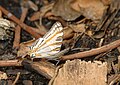 Mabira Forest, Uganda