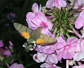 The wing action is frozen in this photo by using electronic flash. This picture was shot in Hanko, Finland, latitude 60°N.