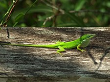 Male Anolis carolinensis