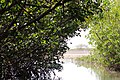 Mangrove forest