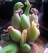 Meyerophytum globosum