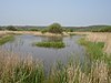 Filsham Reed Beds