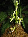 Flowering stem. Tsukuba Botanical Garden, Ibaraki pref., Japan