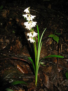 Description de l'image Ophiopogon planiscapus 1.JPG.