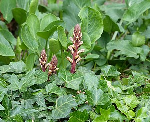 Orobanche hederae