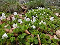 Pain de coucou (Oxalis)