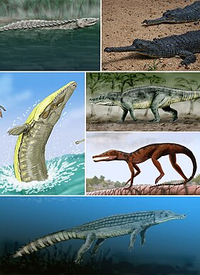 Представники групи: Longosuchus meani (етозаври), гавіал (крокодили), Saurosuchus galilei (рауїзухії), Litargosuchus leptorhynchus (сфенозухії), Chenanisuchus lateroculi (дирозавріди) та Dakosaurus maximus (талатозухії).