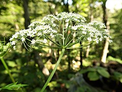 花序の下の総苞片は少なく、小花序の下の小総苞片は数個あって細い。花は白色の小型の5弁花となる。