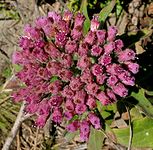 Shrubby fleabane (Pluchea odorata)