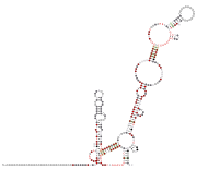 bCoV-3UTR Secondary structure taken from the Rfam database. Family RF03122