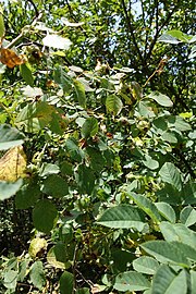 Rosa canina