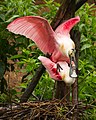 Pareja de espátulas rosadas (Platalea ajaja) en el momento del apareamiento