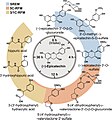 Schematic representation of the flavan-3-ol (−)-epicatechin metabolism in humans as a function of time post-oral intake. SREM: structurally related (−)-epicatechin metabolites. 5C-RFM: 5-carbon ring fission metabolites. 3/1C-RFM: 3- and 1-carbon-side chain ring fission metabolites. The structures of the most abundant (−)-epicatechin metabolites present in the systemic circulation and in urine are depicted.[17]