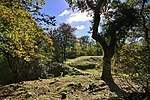 Stokeleigh Camp: a promontory fort in Leigh Woods